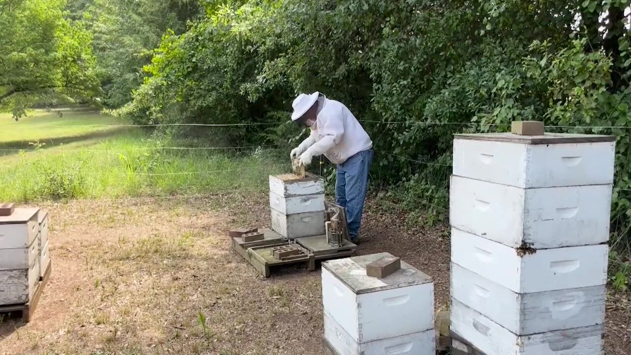 Local beekeepers say honey bee population stable in West Central Ohio